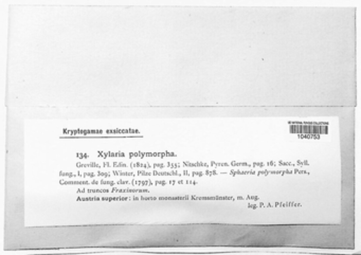 Xylaria polymorpha image
